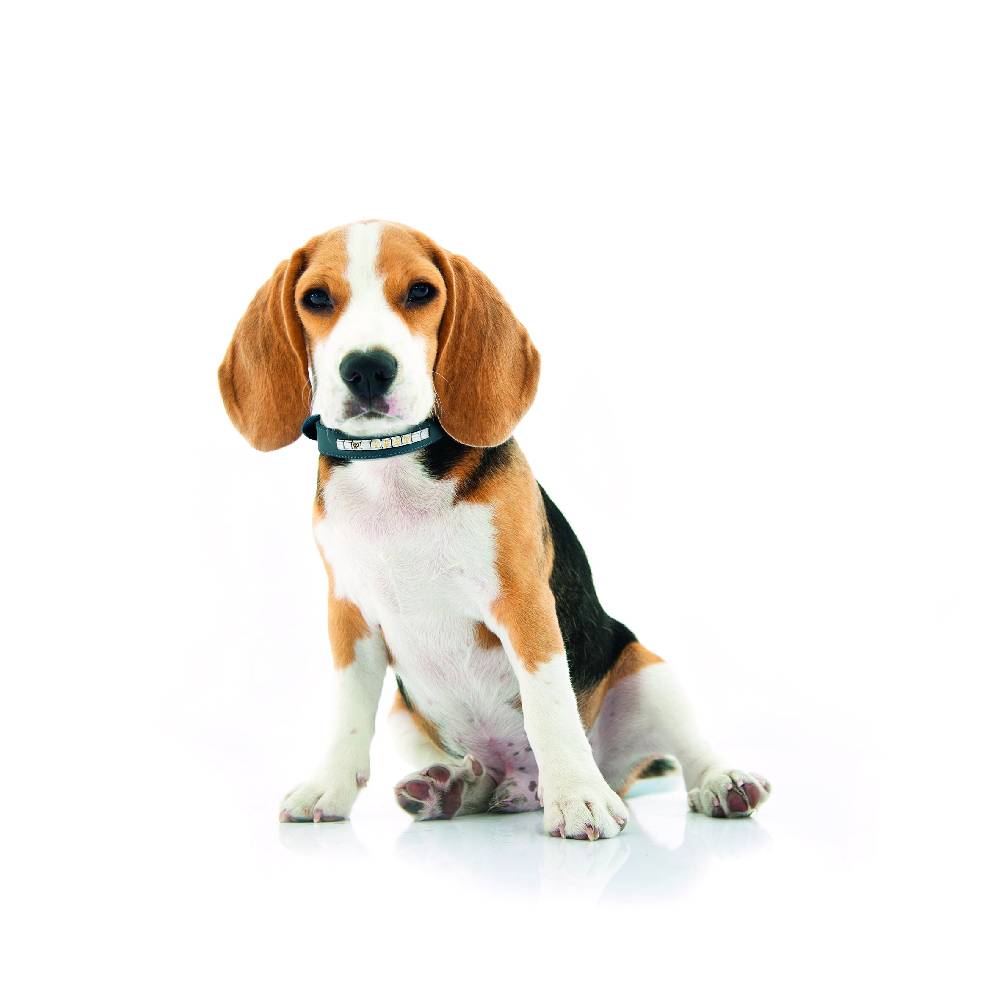 Nomination Collare per Cane Composable Grande